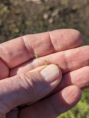 Callitriche marginata