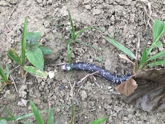 Amphisbaena fuliginosa