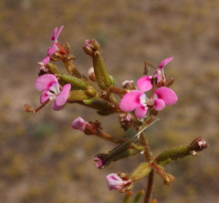 Stylidium neglectum