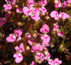 Stylidium neglectum