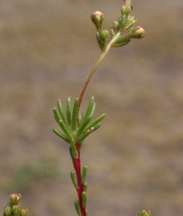 Stylidium neglectum