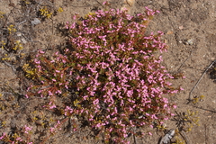 Stylidium neglectum