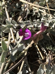 Astragalus missouriensis