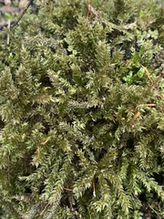 Brachythecium rivulare