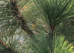 Peucedramus taeniatus