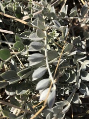 Astragalus missouriensis