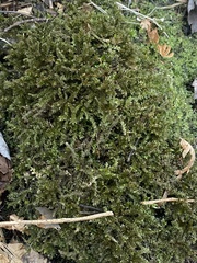 Brachythecium rivulare