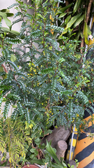 Zanthoxylum beecheyanum