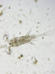 Neocopepoda