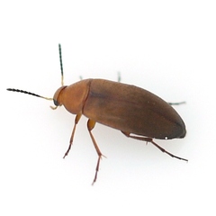 Anaspis rufa