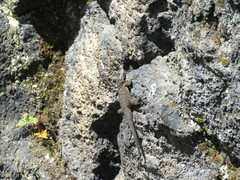 Sceloporus mucronatus