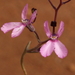 Stylidium tenue tenue - Photo (c) geoffbyrne, some rights reserved (CC BY-NC)