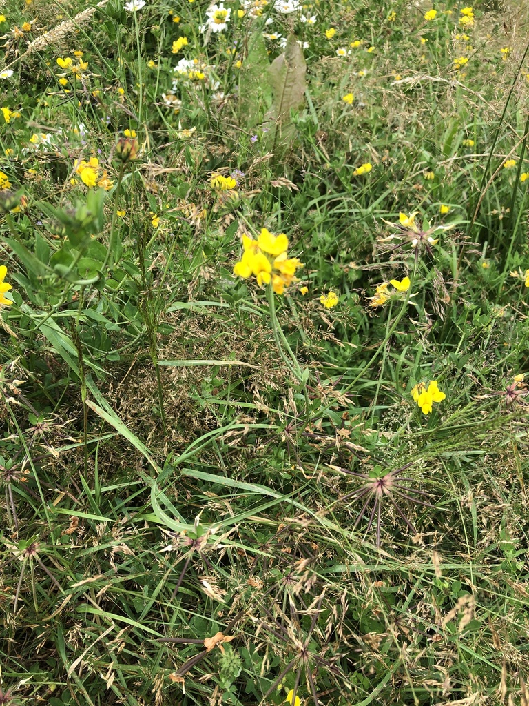 flowering plants from North Island, Drury, Auckland, NZ on January 26 ...