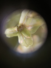 Rhizomnium punctatum
