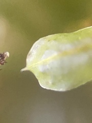 Rhizomnium punctatum