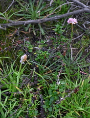 Armeria maritima