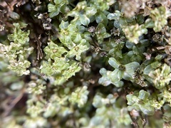 Rhizomnium punctatum