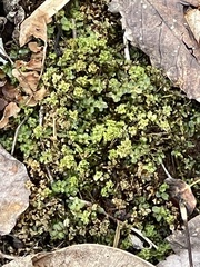 Rhizomnium punctatum