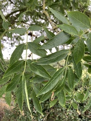 Fraxinus angustifolia