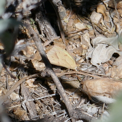Abaeis mexicana