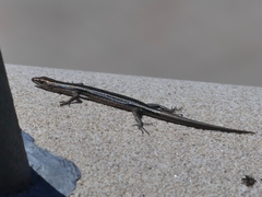 Cryptoblepharus