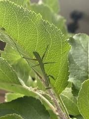 Pseudomantis albofimbriata
