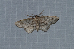 Hypagyrtis