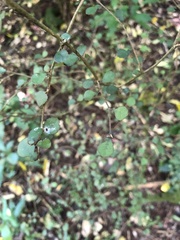 Streblus heterophyllus