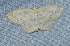 Scopula limboundata