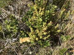 Gaultheria crassa