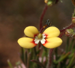 Stylidium dichotomum