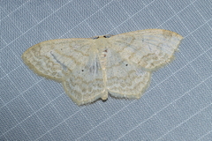 Scopula limboundata