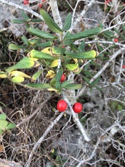 Ilex vomitoria