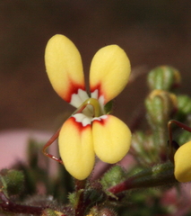 Stylidium dichotomum