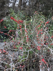 Ilex vomitoria