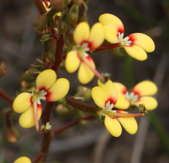 Stylidium dichotomum