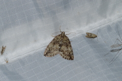 Larentiinae
