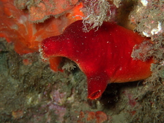 Red Sea-Squirt photo 5