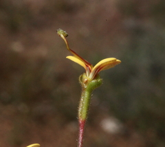Stylidium dichotomum
