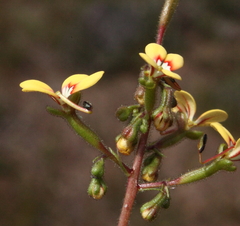Stylidium dichotomum