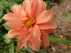 Dahlia pinnata