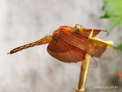 Neurothemis ramburii