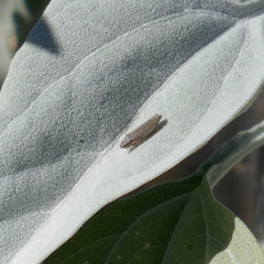 Amphigonalia severini