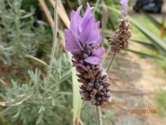 Lavandula dentata