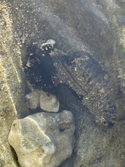 Holothuria cinerascens