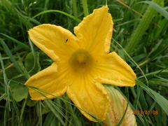 Cucurbita moschata