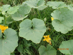 Cucurbita moschata