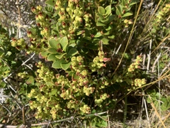 Gaultheria crassa