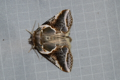 Habrosyne scripta