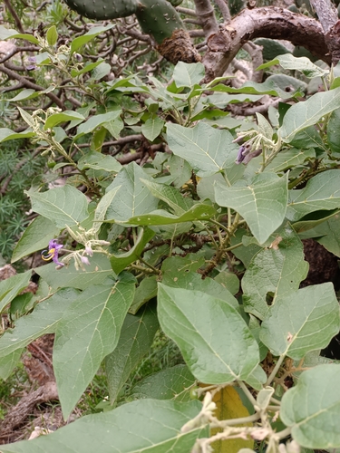 Solanum vespertilio subsp. vespertilio image